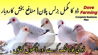 Pied Dove Complete Business Plan|| Investment and Profit|| Dove Breeding Tips| Dove Farming