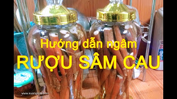 Sâm cau bổ dương - Cách ngâm rượu Sâm cau