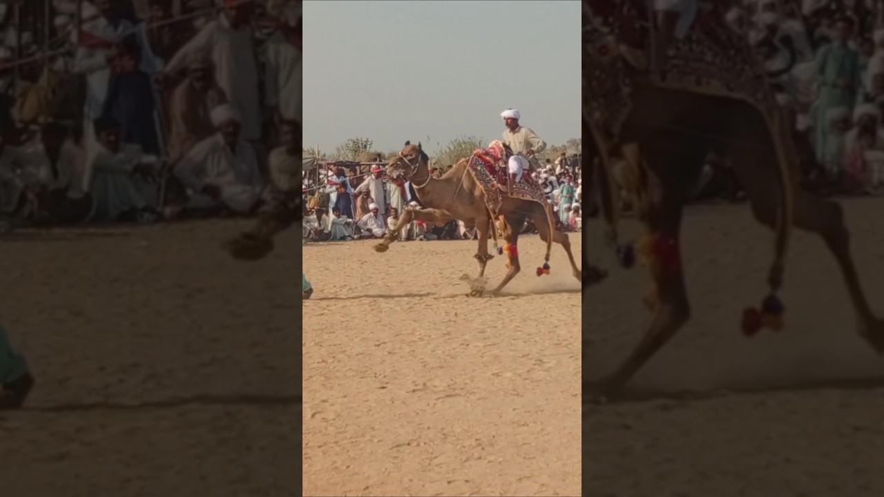 Amazing performance camel dance "rohi aman Mela" 