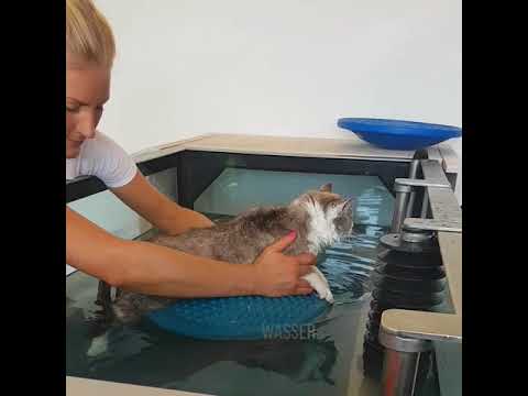 Video: Lähmung Aufgrund Einer Rückenmarksverletzung Bei Katzen