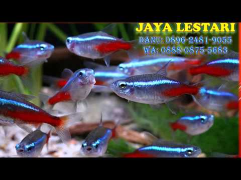 0896-2481-9055-(tri),-aquarium-mini-pondok-gede,-beli-aquarium-mini-pondok-gede,