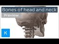 Bones of the head and neck skull and cervical spine preview  human anatomy kenhub