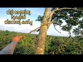 ഉയരമുള്ള ഒരു വീട്ടി മരം | Village Woodpacker | Biggest Tree Cutting Video Skill | Spike | Stihl