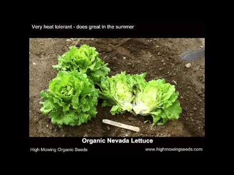 Video: Salata verde „Nevada” Care: Aflați despre cultivarea salatei Nevada