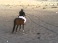 حصان عربي مجنون