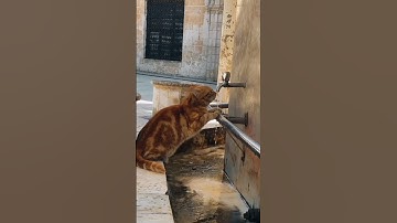 القارئ ادریس ابکر سورة الاخلاص