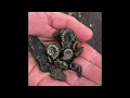 Ammonite Lyme Regis