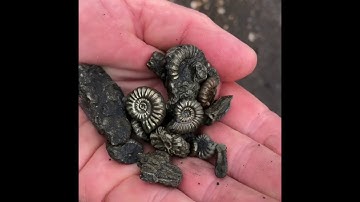 Ammonite Lyme Regis