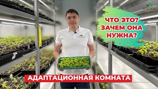видео: Рассказываем секреты важного этапа выращивания саженцев - адаптационная комната картинка: Рассказываем секреты важного этапа выращивания саженцев - адаптационная комната