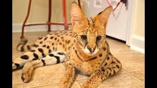 Impresionantes gatitos savannah! - Mucho gusto 2018 