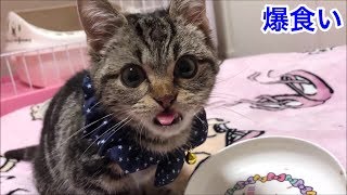 子猫時代のちょりが爆食いする瞬間が可愛すぎてたまらないｗ