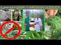 Effective Pesticide to control #Thrips,#Leafminer, #Aphids, #Borers on #Vegetables,#Rice, #Corn