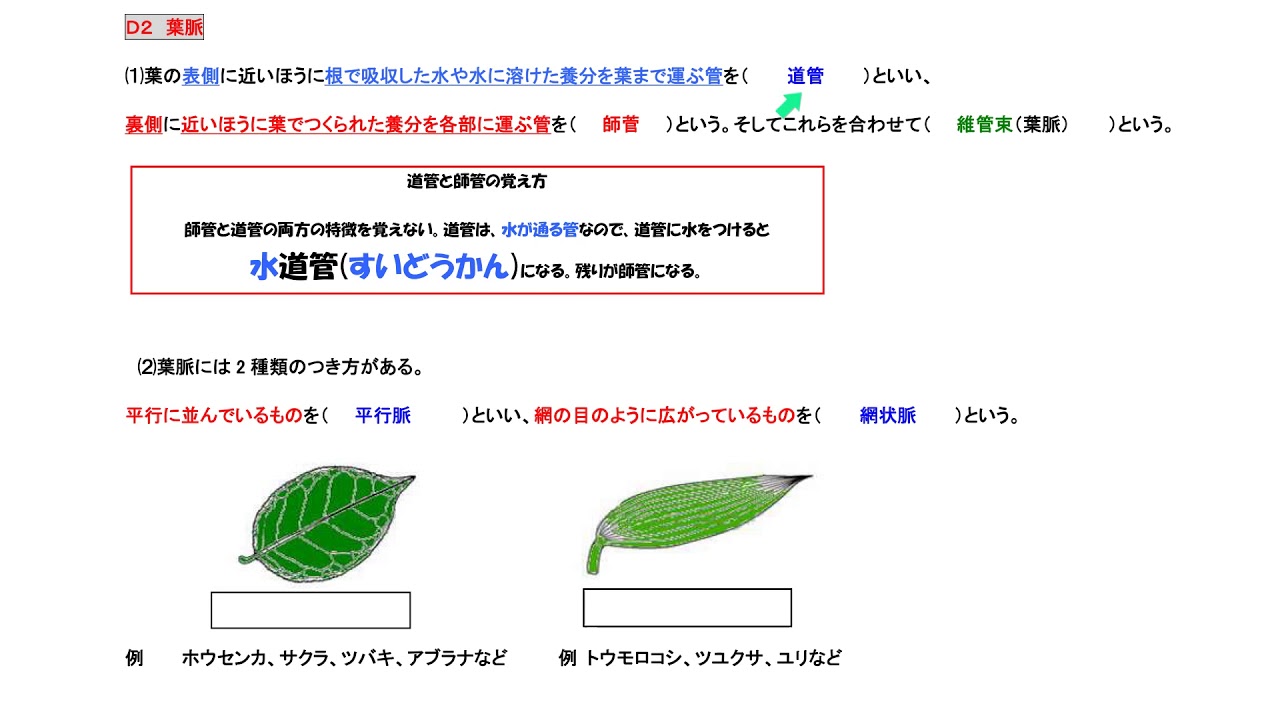 中1理科植物d葉のつくり Youtube