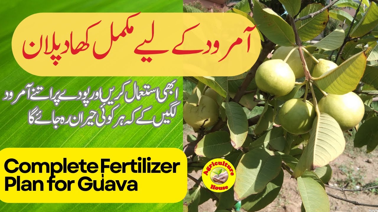complete-fertilizer-plan-for-guava-best-fertilizer-for-guava-youtube