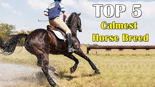 Top 5 Calmest Horse Breeds: Your Path to Equestrian Serenity by Animal Sector 797 views 6 months ago 4 minutes, 39 seconds