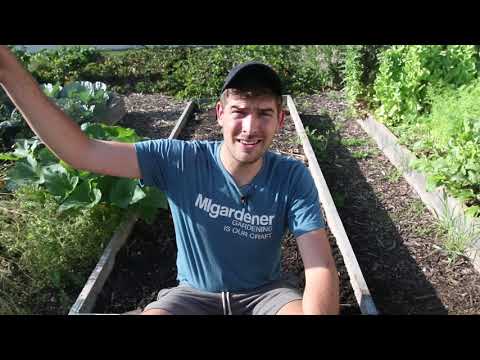 Video: Summer Sowing