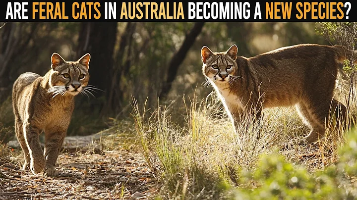 Are Feral Cats in Australia Becoming a New Wildcat Species?