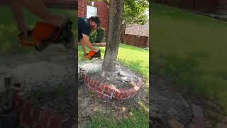 DIY SMALL TREE REMOVAL!