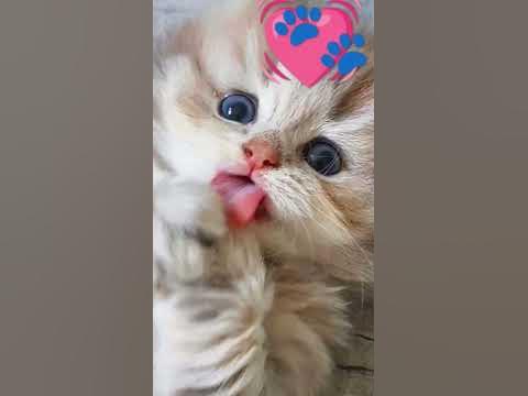 Лучшие антистрессы - YouTube