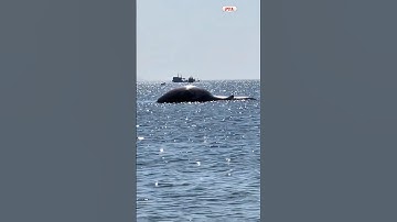 Phát hiện S-A-C, cá voi ở biển LẦM ĐỒNG