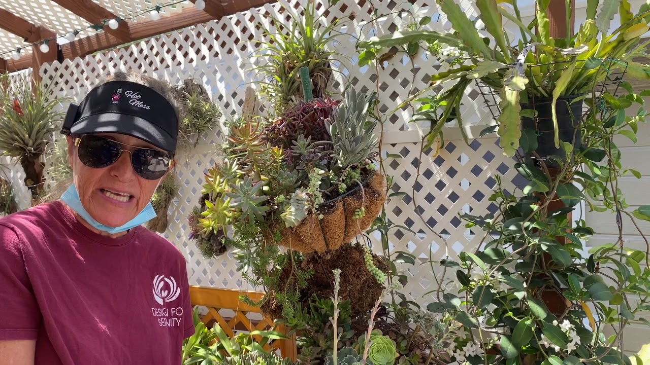 Beautiful Succulent Collectors Garden