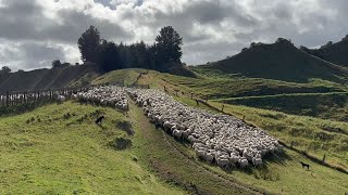More to Shearing Sheep than taking the Wool Off - Shearing Prep