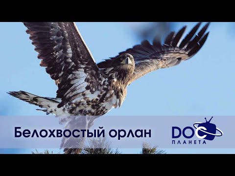 Видео: Белохвостый орлан - Документальный фильм