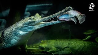 Zoo Praha: Gaviál indický přežil i dinosaury