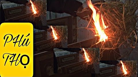 Dúi trung quốc | Dúi mốc đại | Chuyển Dúi giống đến tận nơi cho khách hàng | Chuột Tre 360