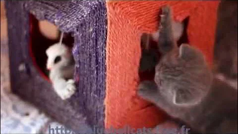 Watch the video about Chatons Scottish Fold et British shorthair à un mois (Chatterie des BluebellCats)