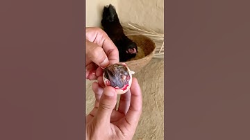 Hatching process🥰full video💯 #shorts #trending