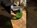 Glass Guava ASMR Cutting 🍈✨ | Crystal Clear Fruit Slice in Extreme Macro Slow Motion