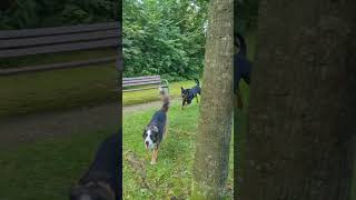 Azrael The Rottie And Maya The Berner Sennen Pt. 2