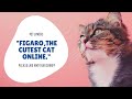 THE CUTEST CAT ONLINE | FIGARO | CYPRUS SHORTHAIR CAT の動画、YouTube動画。