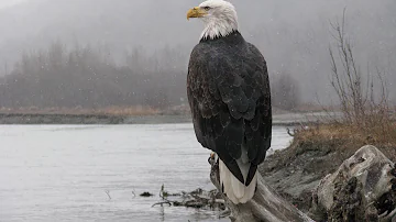 American Eagle (Nature Documentary)