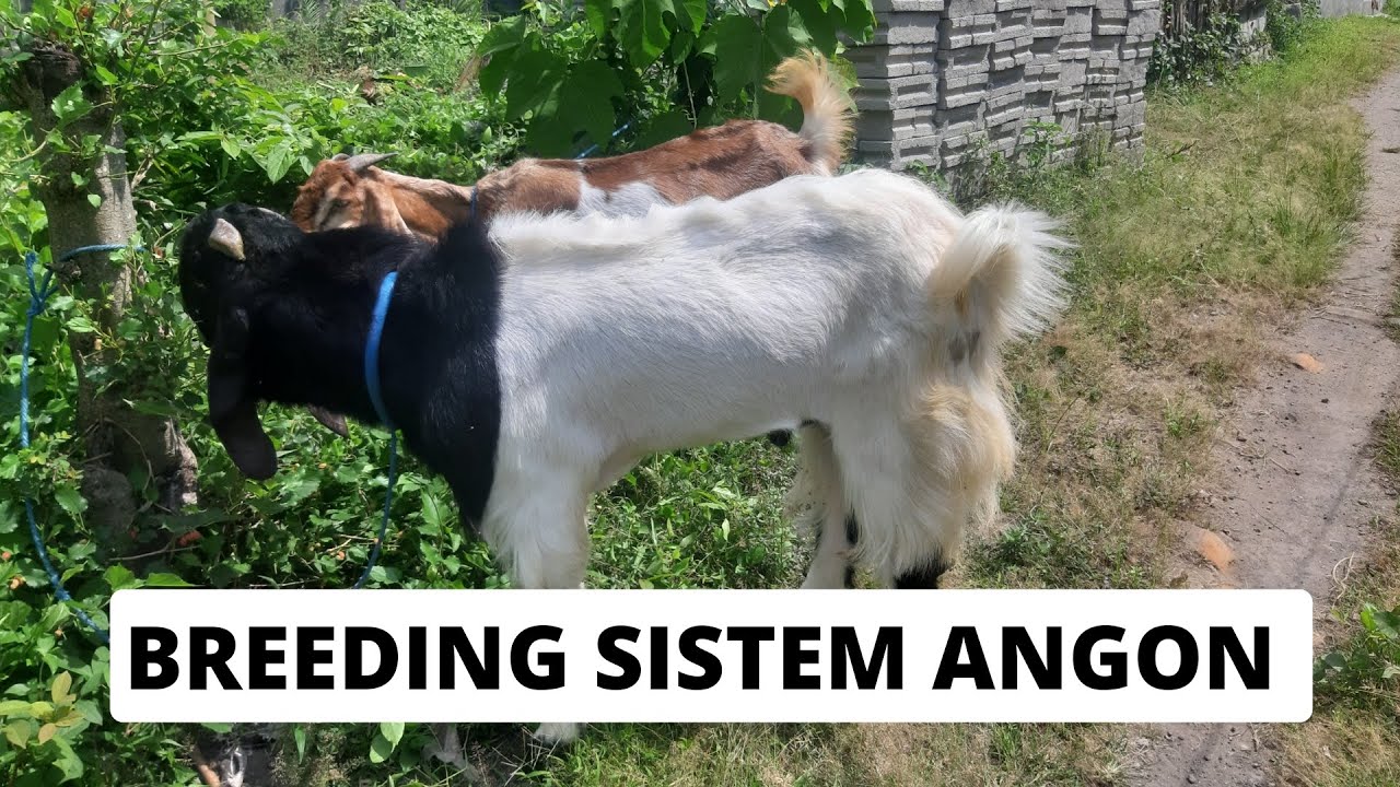 ANGON KAMBING SISTEM BREEDING TANPA BIAYA - YouTube