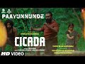 Paayunnunde song  cicada movie  jaise jose pallipadanrajith cr  praveen rsreejith edavana