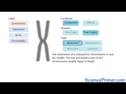 Video: Waar bevinden zich de chromosomen in een eukaryote cel?