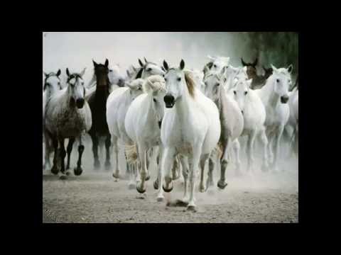 يمن الله كتابك يسر الله حسابك ياشهيد نشيد اسلامى جهادى روعه يرفع الهمم