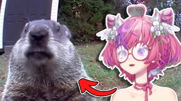 Ironmouse Reacts to | Daily Dose Of internet