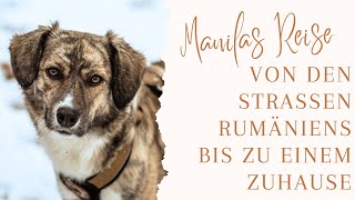 Die Reise von Manila  einem traumatisierten Hund aus Rumänien // Teil 1