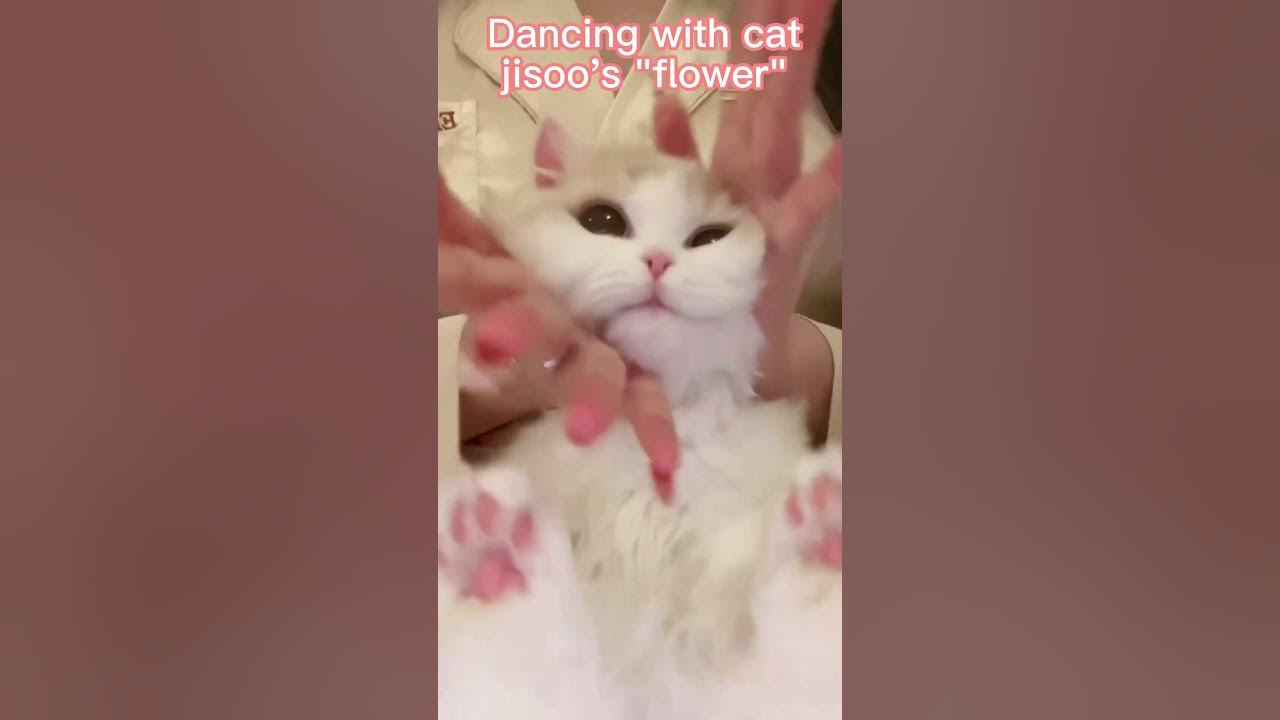 flower🌺！Dancing with the cat jisoo's "flower" dance #flower #blackpink #dance