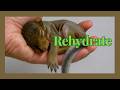Saving Dehydrated Animals: What Every Rehabilitator Must Know