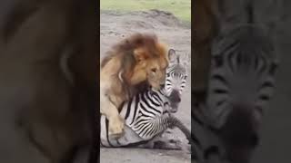 Лев поймал зебру ЖЕСТЬ!!!