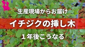 挿し木 Youtube