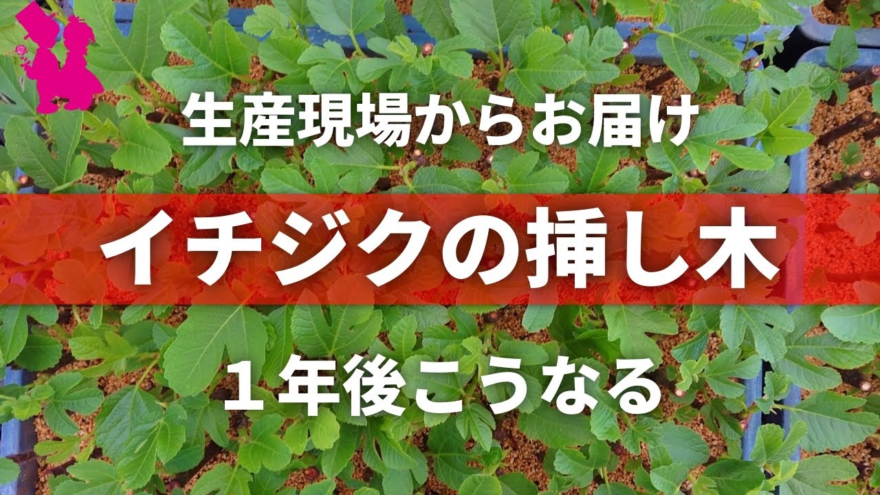 イチジク 園芸農家の挿し木栽培現場公開 Youtube