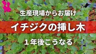 【イチジク】園芸農家の挿し木栽培現場公開！