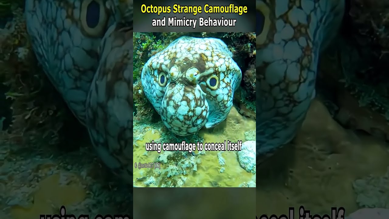Unusual Octopus Camouflage And Mimicking Behaviour