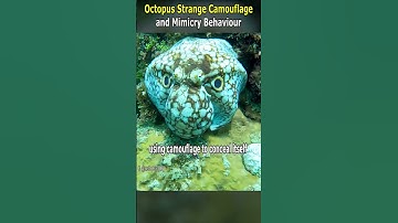 Ongebruikelijke camouflage en imitatiegedrag van octopussen