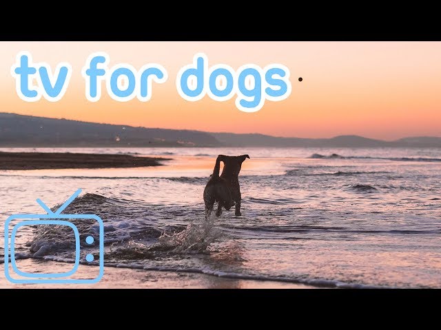 DOG TV! How to Calm My Dog from Anxiety and Stress with TV and Music!